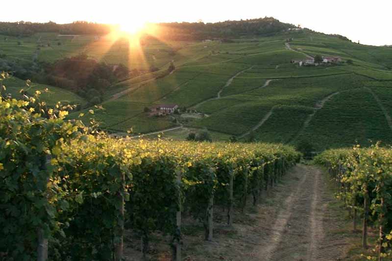 Barolo Boys_still_3